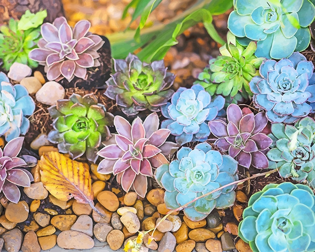 Colorful Succulents New Paint By Numbers.png