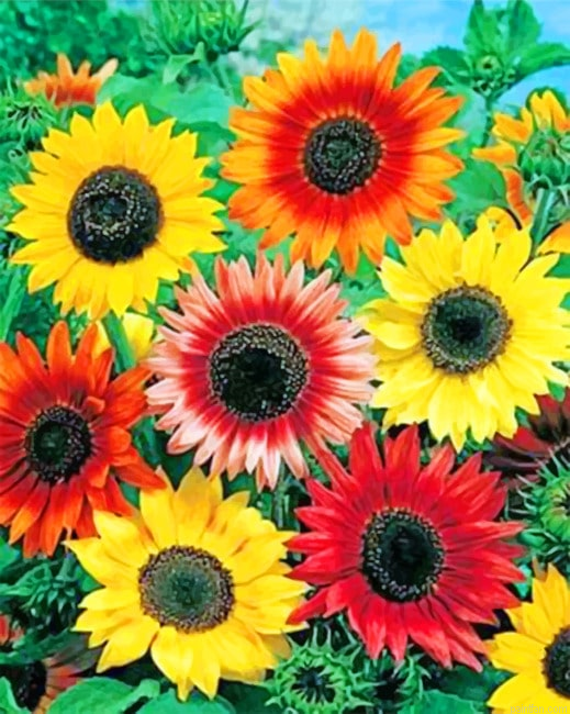 Colorful Sunflowers New Paint By Numbers.png