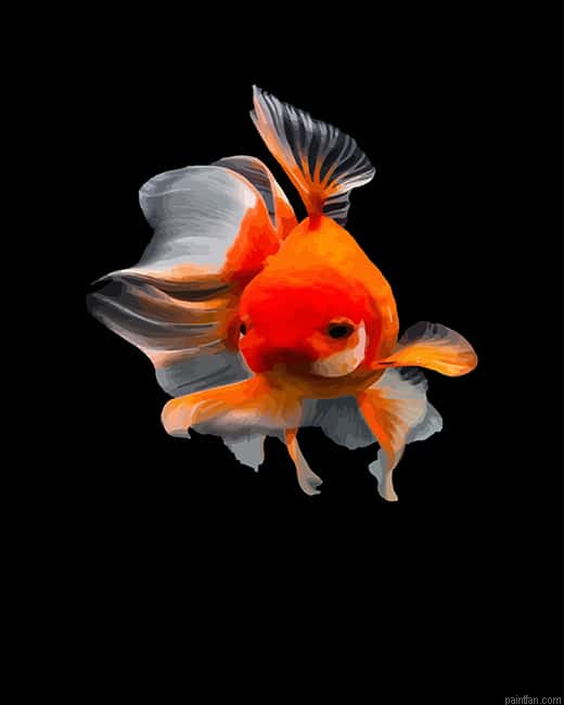 Common Goldfish Paint By Number.png