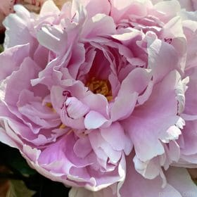 Common Peony Paint By Numbers.png