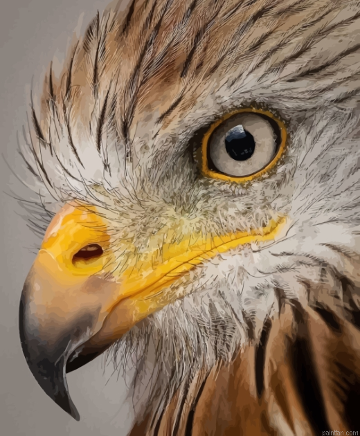 Cool Eagle Eyes Bird Paint By Number.png