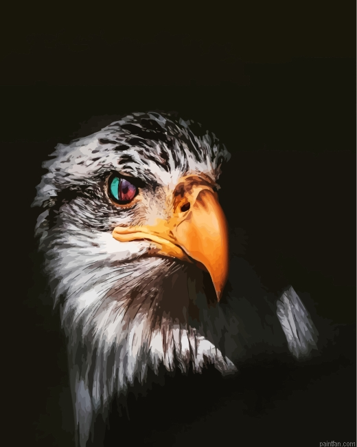 Cool Eagle Eyes Paint By Number.png
