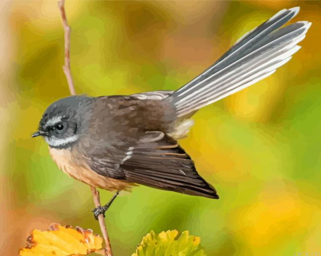 Cool Fantail Paint By Numbers.png