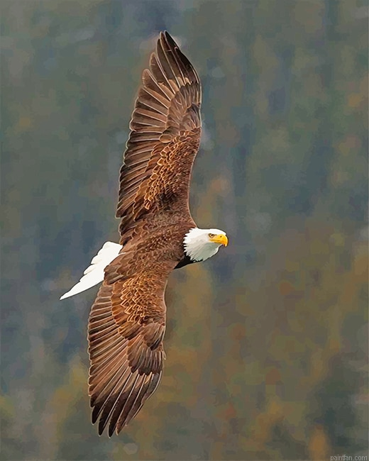 Cool Flying Eagle New Paint By Numbers.png