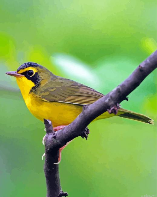 Cool Kentucky Warbler Paint By Numbers.png