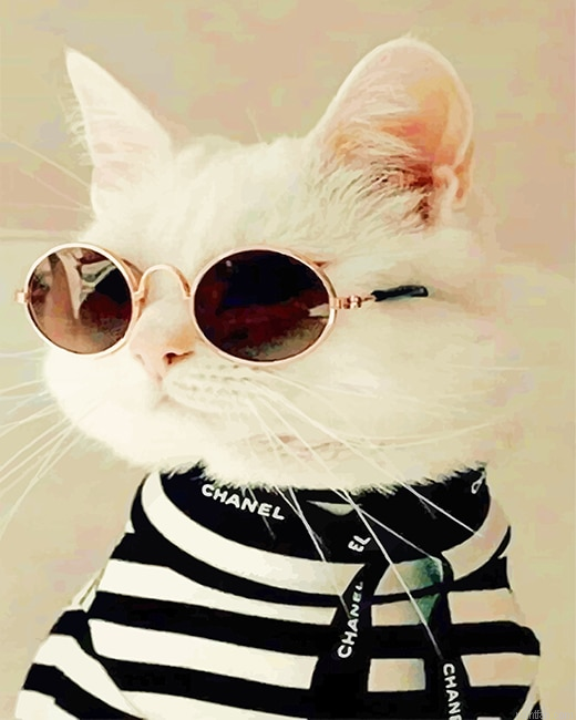 Cool Stylish Cat New Paint By Numbers.png