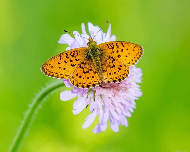 Copper Butterfly New Paint By Numbers.png