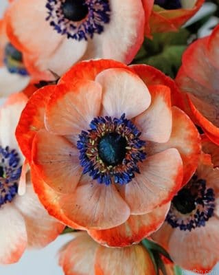 Coral Anemone Flower Paint By Number.png