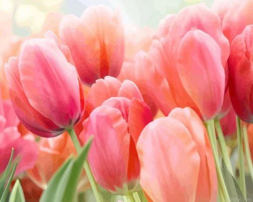 Coral Tulip Paint By Numbers.png