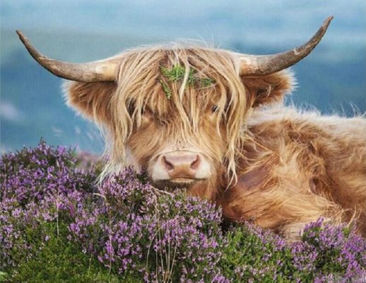 Cow In Heather Paint By Numbers.png