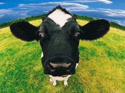 Cows Head Paint By Numbers.png
