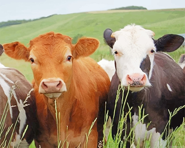 Cows Portrait New Paint By Numbers.png