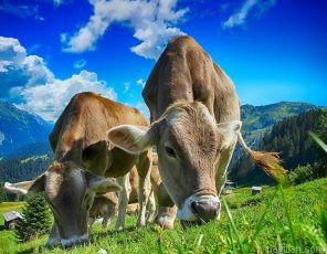 Cows In Pasture Paint By Numbers.png
