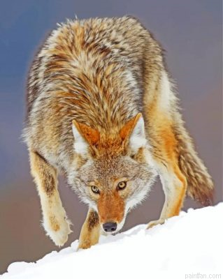 Coyote Animal Paint By Number.png