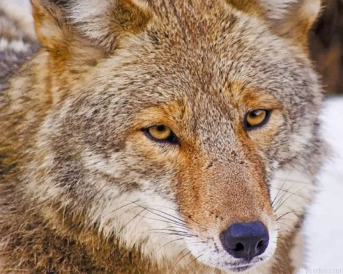 Coyote Face Paint By Number.png
