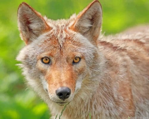 Coyote In A Field Paint By Number.png