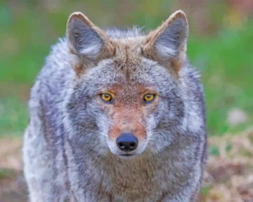 Coyote Wolf Paint By Number.png