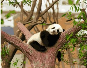Cozy Panda Paint By Numbers.png