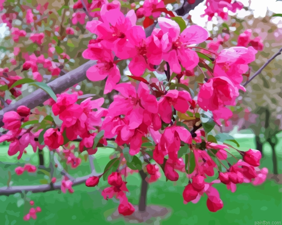 Crabapple Tree Blooms Paint By Numbers.png