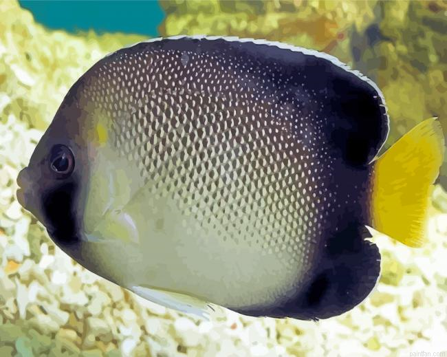 Cream Angelfish Paint By Numbers.png