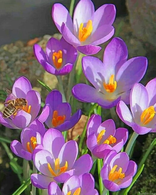 Crocus Vernus Flowers Paint By Number.png