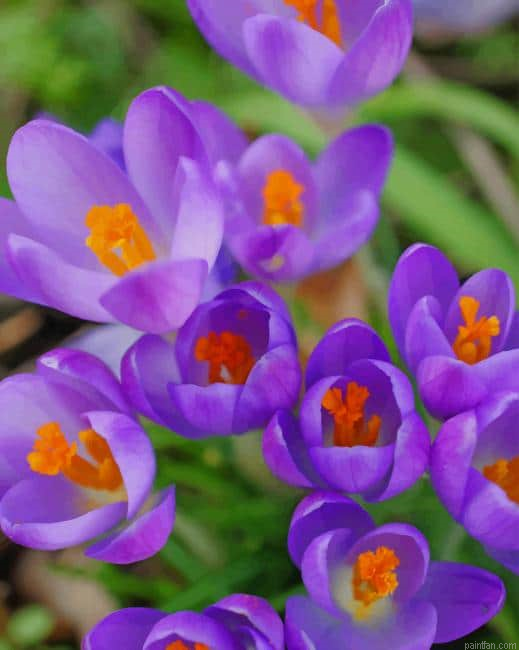 Crocus Vernus Plants Paint By Number.png