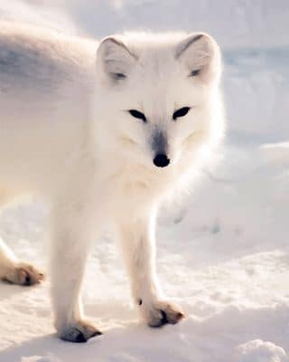 Cute Arctic Fox New Paint By Numbers.png