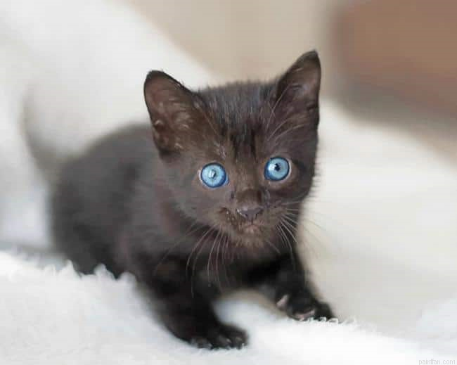 Cute Baby Cat With Blue Eyes New Paint By Numbers.png