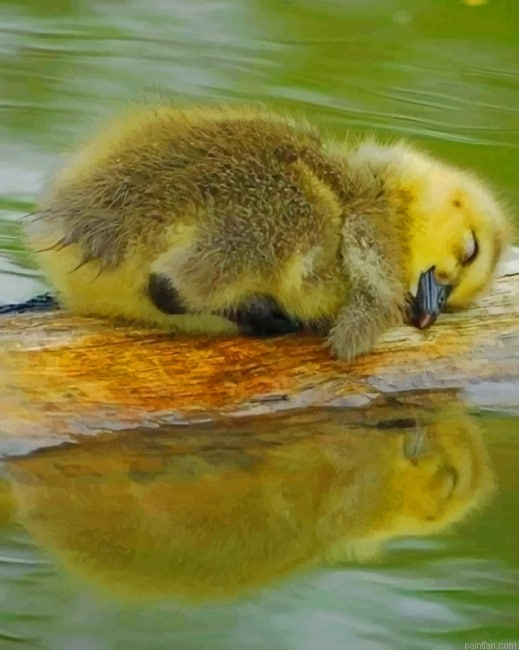 Cute Baby Duck Sleeping New Paint By Numbers.png