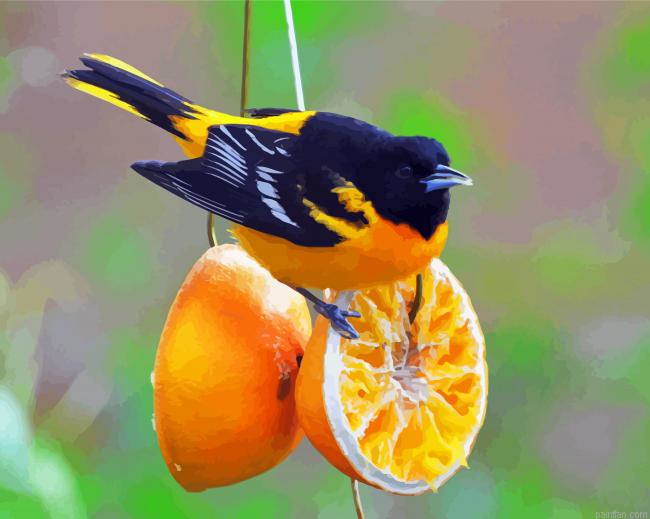Cute Baltimore Oriole Paint By Numbers.png