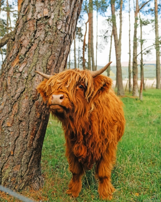 Cute Brown Highland Cow Paint By Number.png