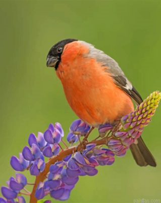 Cute Bullfinch Bird Paint By Number.png