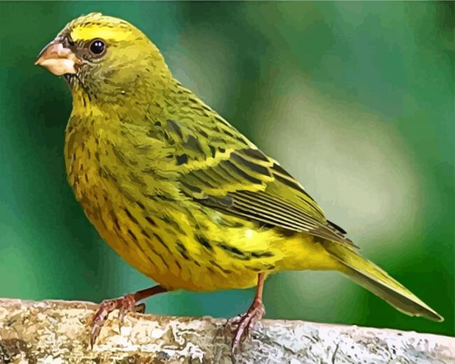 Cute Canary Bird Paint By Number.png
