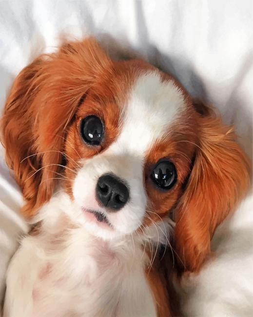 Cute Cavalier Puppy Paint By Number.png