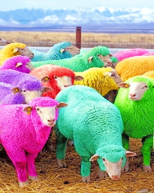 Cute Colorful Sheeps New Paint By Numbers.png