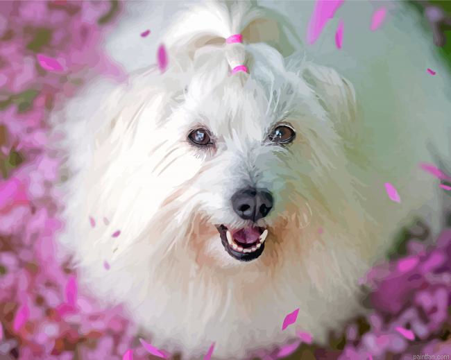 Cute Coton Tulear Paint By Numbers.png
