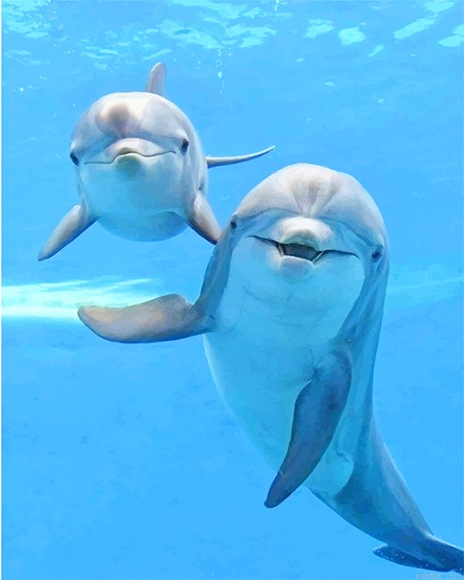 Cute Dolphins New Paint By Numbers.png