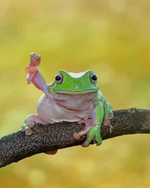 Cute Dumpy Tree Frog New Paint By Numbers.png
