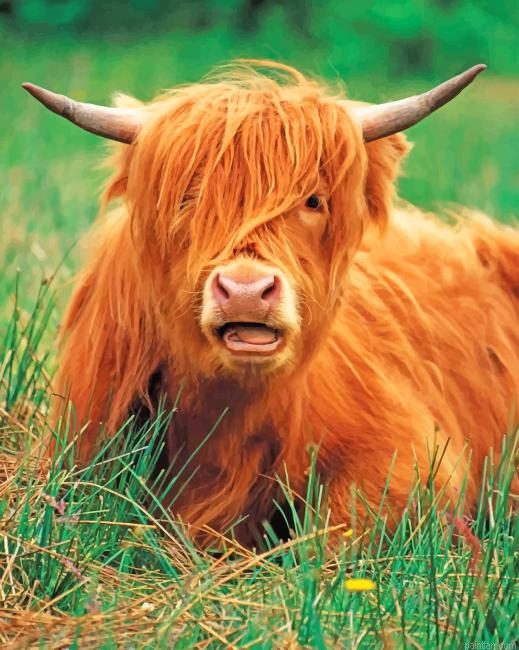 Cute Highland Cow Paint By Number.png