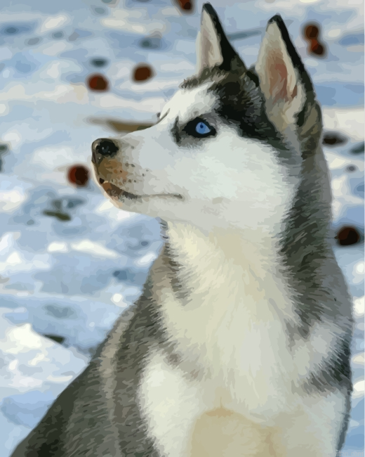 Cute Husky In Snow Paint By Number.png