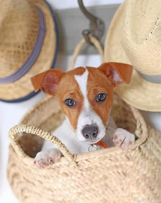 Cute Jack Russell Paint By Number.png