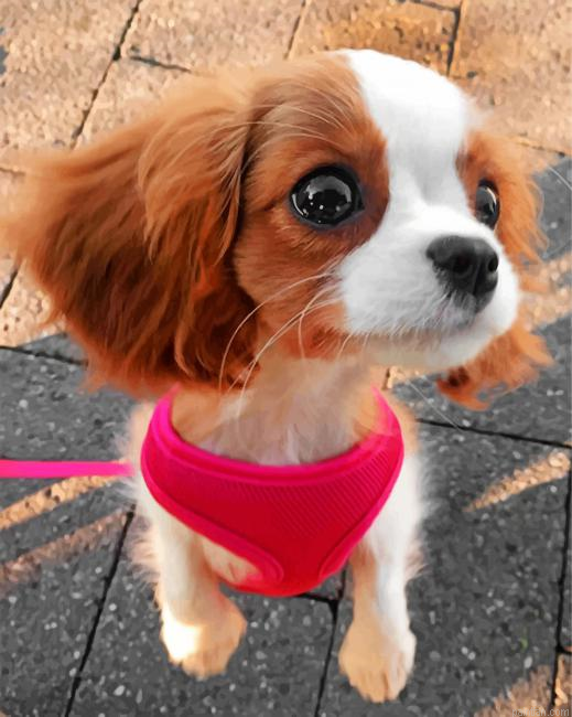 Cute King Charles Paint By Number.png