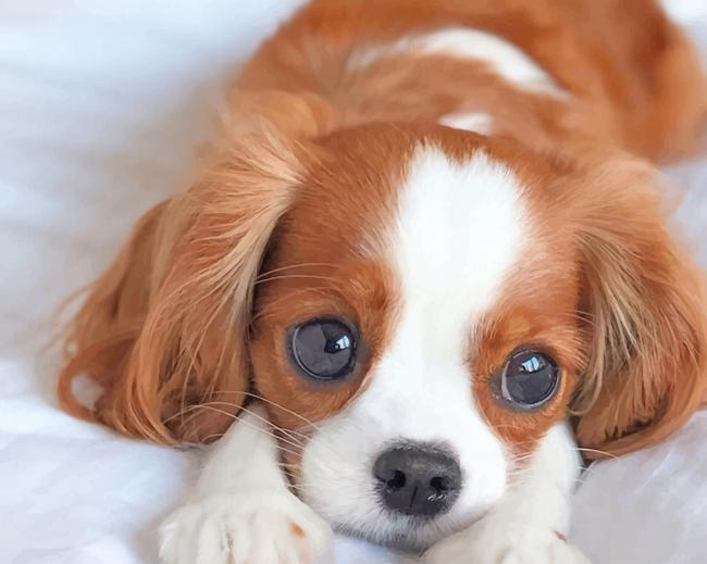 Cute King Charles Spaniel Puppy Paint By Number.png