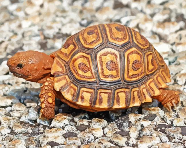 Cute Leopard Tortoise Paint By Number.png