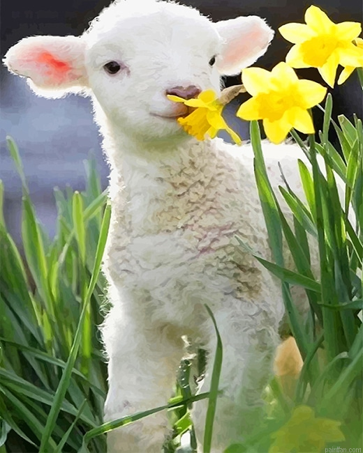 Cute Little Lamb New Paint By Numbers.png