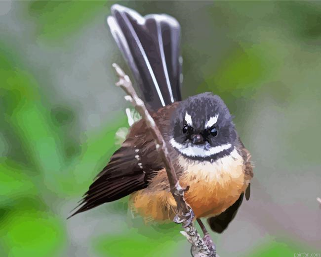 Cute New Zealand Fantail Paint By Numbers.png