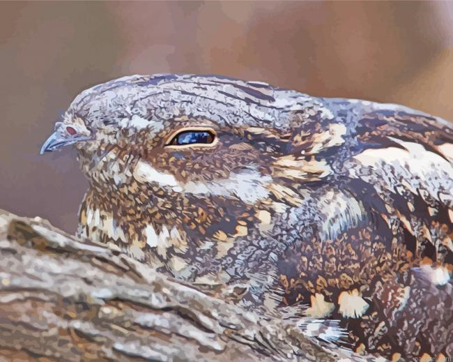 Cute Nightjars Paint By Numbers.png
