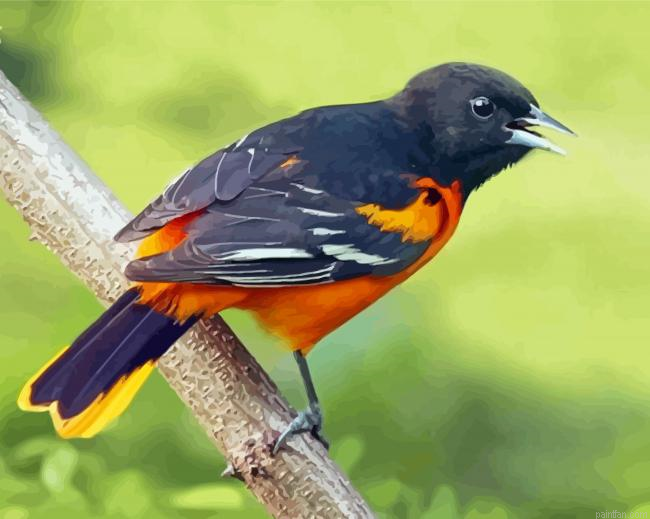 Cute Orchard Oriole Paint By Numbers.png