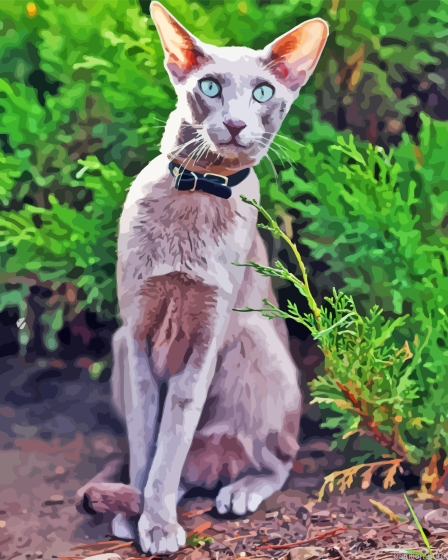 Cute Oriental Shorthair Paint By Numbers.png