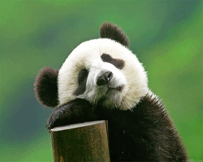 Cute Panda Bear New Paint By Numbers.png